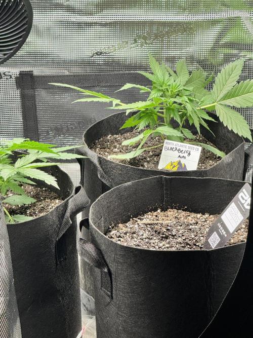 Stone Marley Growing Time 420. Week 4