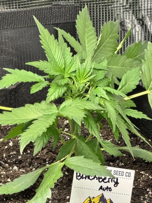 Stone Marley Growing Time 420. Week 4