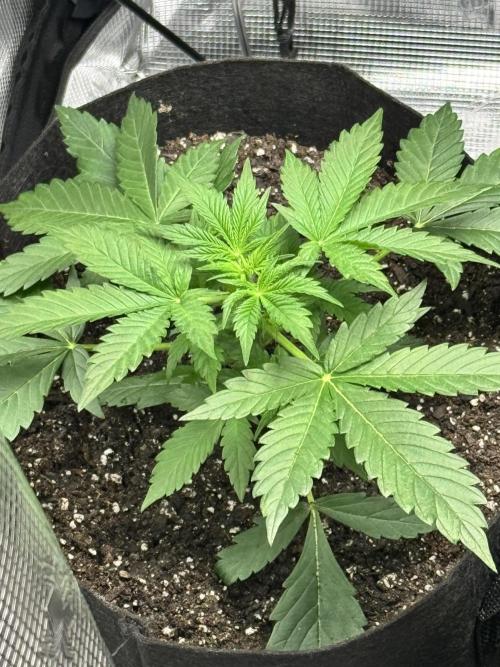 Stone Marley Growing Time 420. Week 4