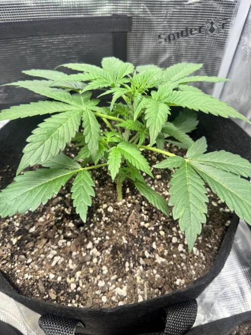 Stone Marley Growing Time 420. Week 4