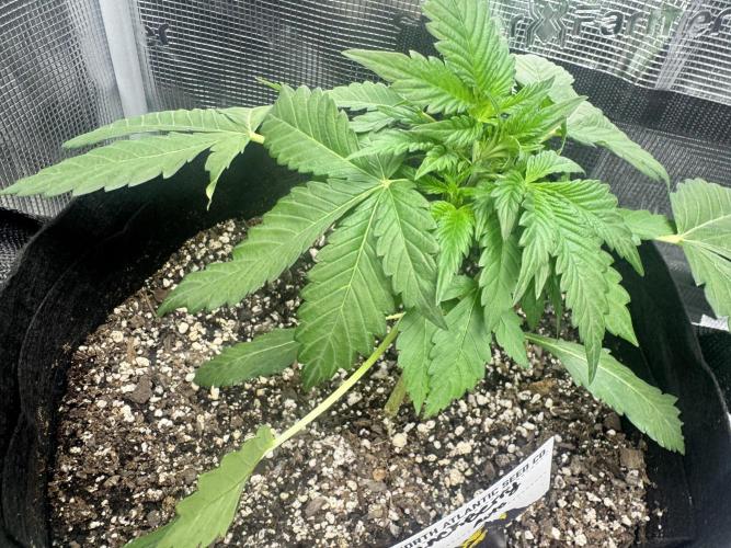 Stone Marley Growing Time 420. Week 4