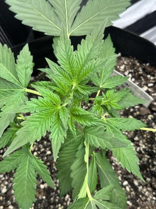 Stone Marley Growing Time 420. Week 4