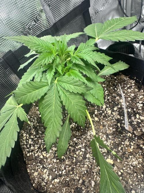 Stone Marley Growing Time 420. Week 4