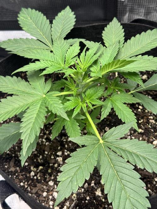 Stone Marley Growing Time 420. Week 4