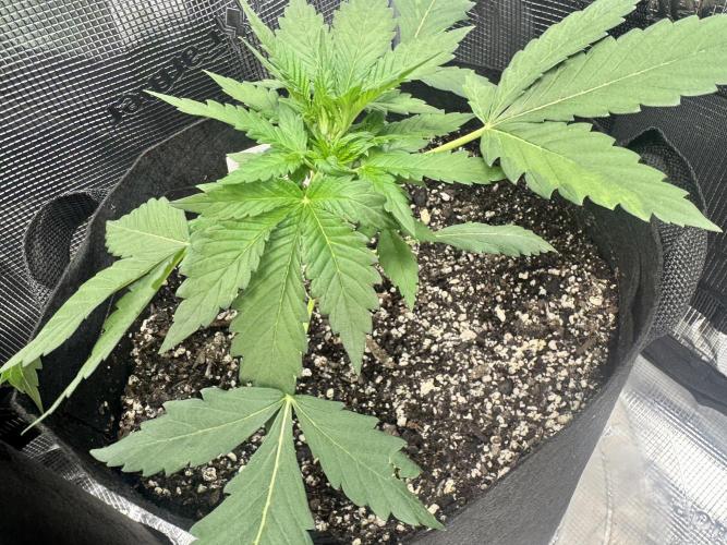 Stone Marley Growing Time 420. Week 4