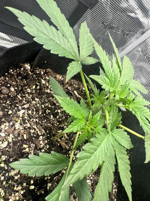 Stone Marley Growing Time 420. Week 4