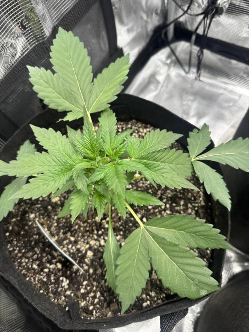 Stone Marley Growing Time 420. Week 4