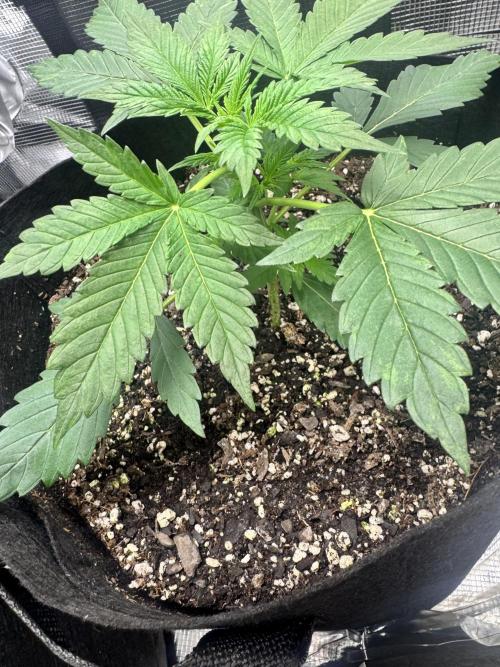 Stone Marley Growing Time 420. Week 4