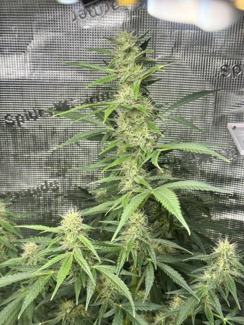 Hulk berry. Week 11