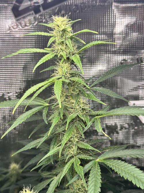 Hulk berry. Week 11