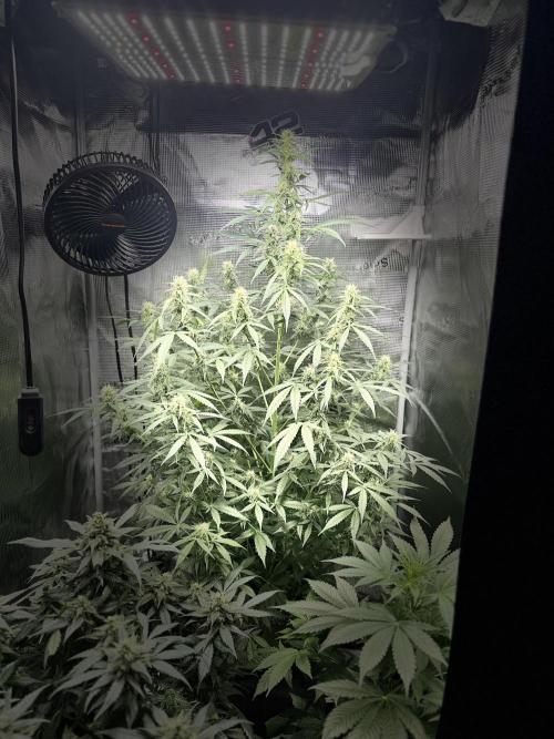 Hulk berry. Week 11