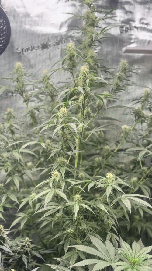 Hulk berry. Week 11