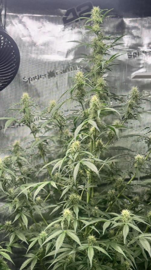 Hulkberry Automatic. Week 11