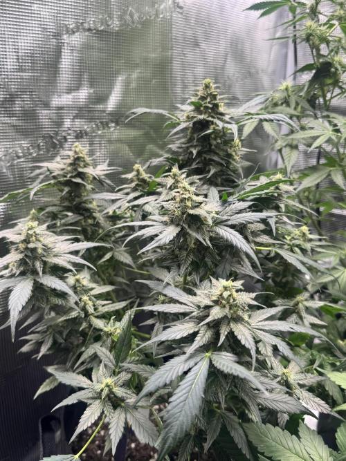 Blackberry auto. Week 11 - Blacker the berry sweeter the juice but these buds smell great 