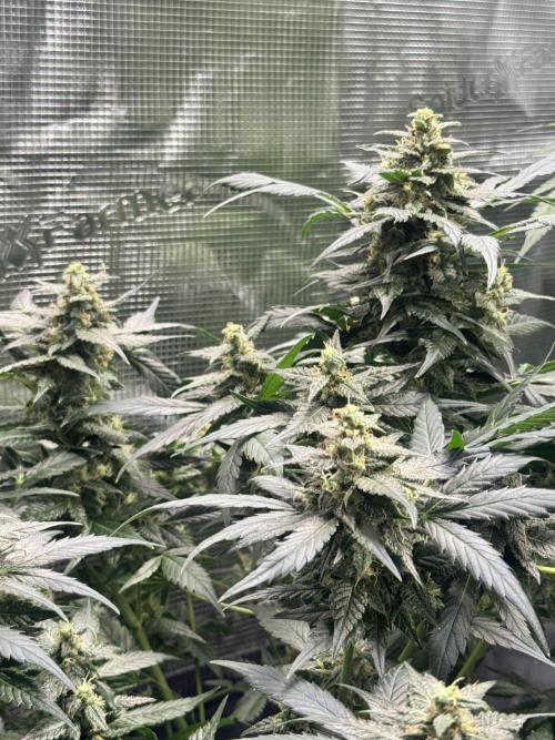 Blackberry auto. Week 11