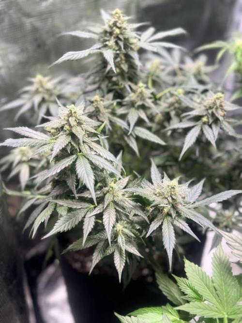 Blackberry auto. Week 11
