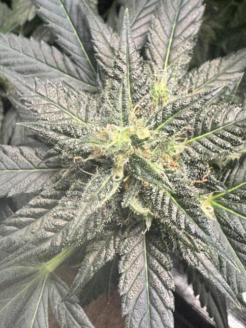 Blackberry auto. Week 11