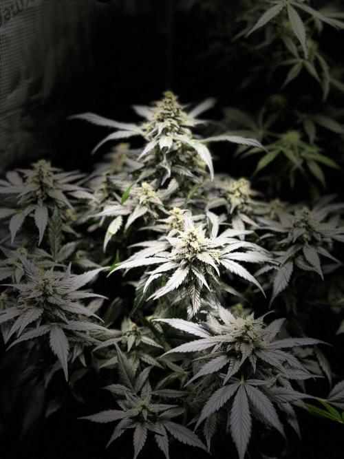 Blackberry auto. Week 11