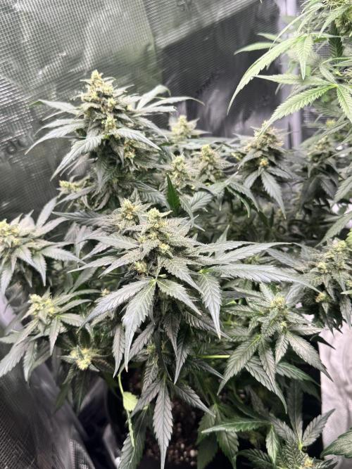 Blackberry auto. Week 11