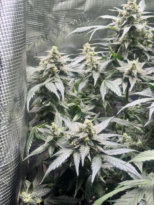 Blackberry Auto. Week 11