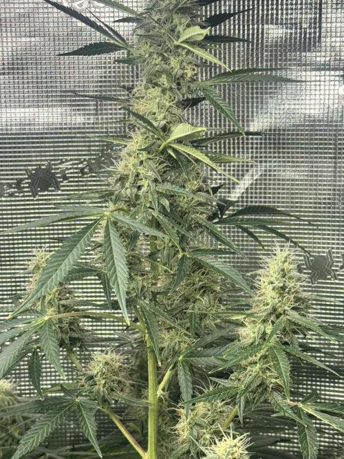 Hulk berry. Week 12