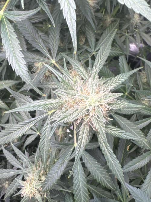 Hulk berry. Week 12 - Look beautiful she looks 