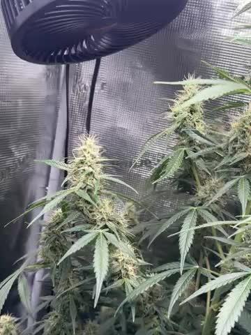 Hulk berry