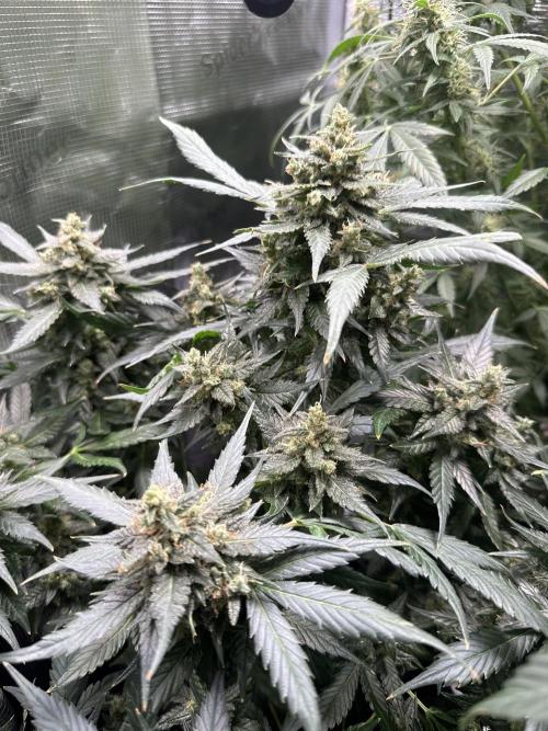 Blackberry auto. Week 12