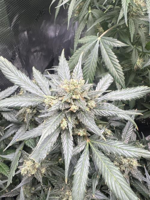Blackberry auto. Week 12