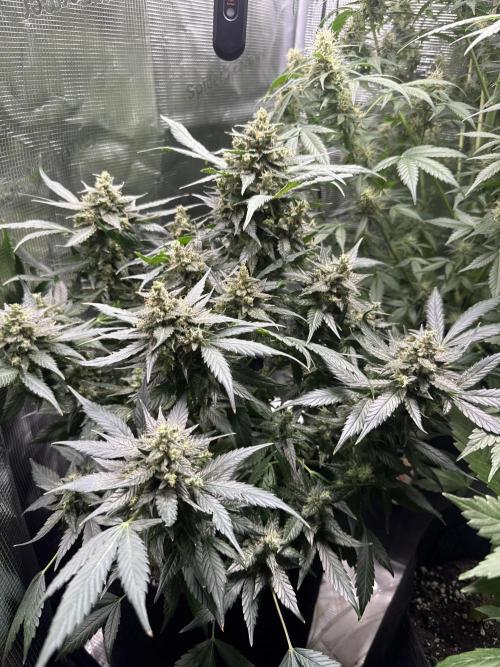 Blackberry auto. Week 12