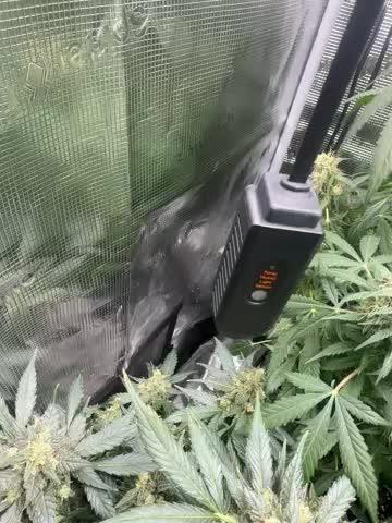Blackberry auto