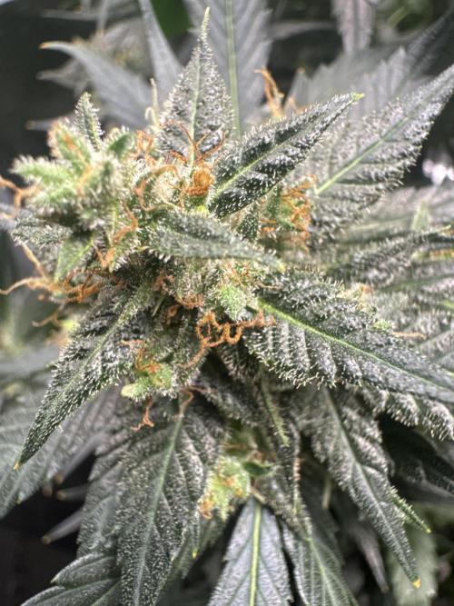Blackberry auto. Week 12