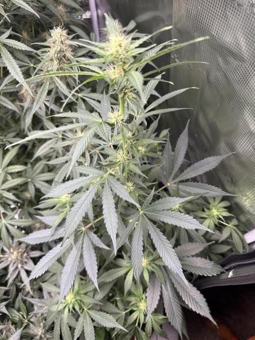 Gorilla cookies. Week 2