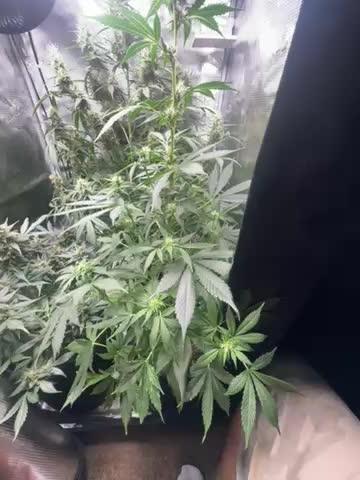 Gorilla cookies
