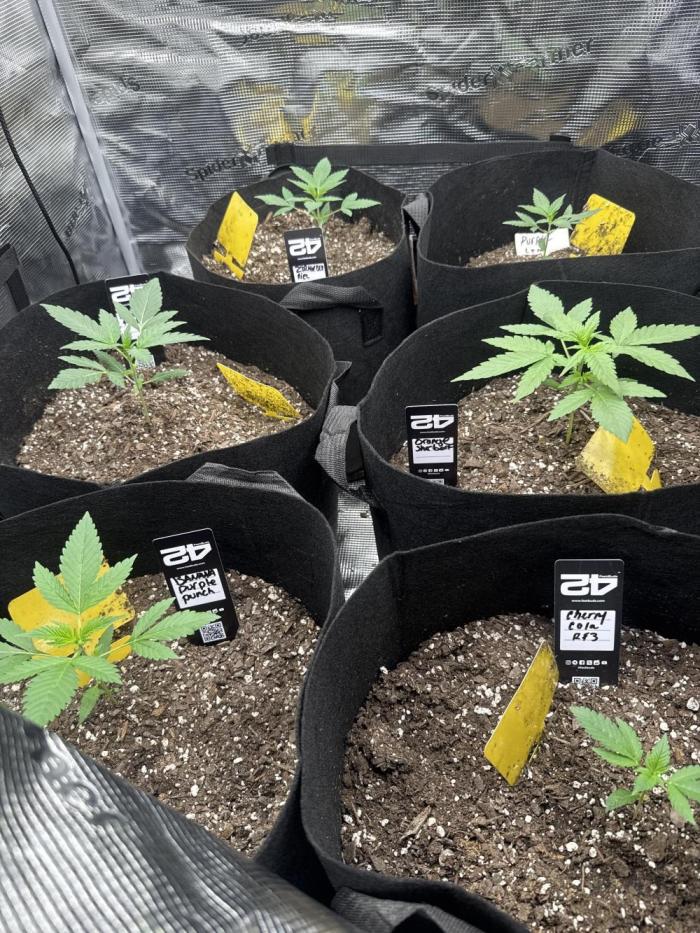 Growing six strains from fastbuds420. Week 3 - My lil babies
