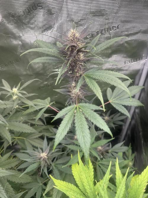 Growing six strains from fastbuds420. Week 6 - Purple lemonade 