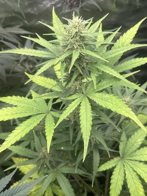 Growing six strains from fastbuds420. Week 6 - Orange sherbet 