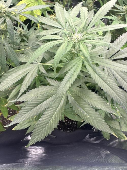 Growing six strains from fastbuds420. Week 6 - Cherry cola 