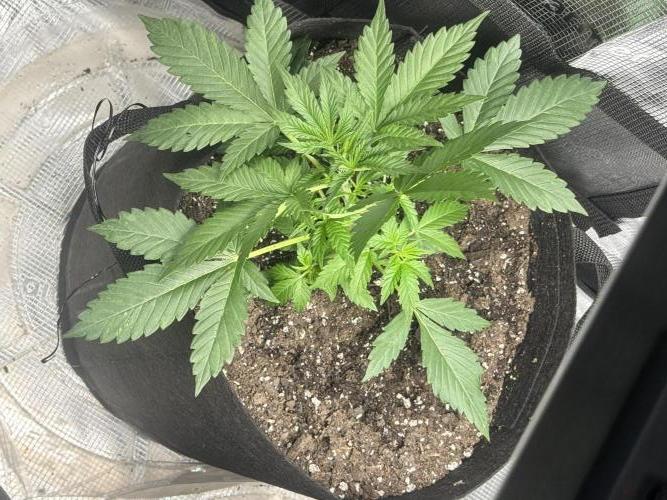 Stone Marley Growing Time 420. Week 4