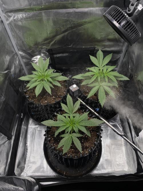 Candy One. Week 3