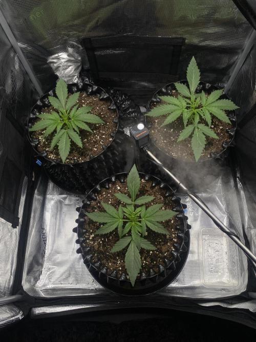 Candy One. Week 3