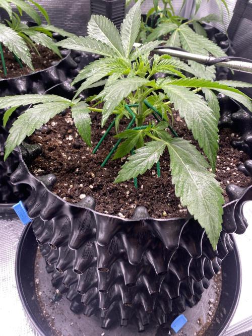 Candy One. Week 3 - LST and rainfall 