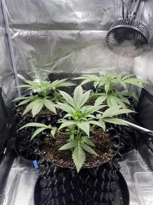 Candy One. Week 3 - Thriving 