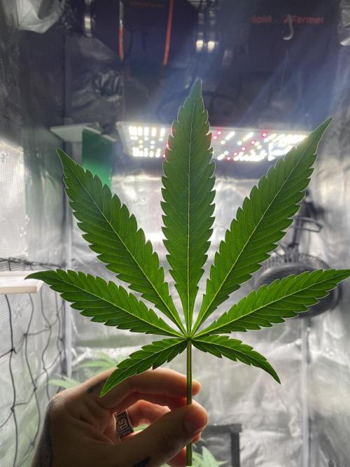 Candy One. Week 4