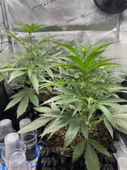 Candy One. Week 4