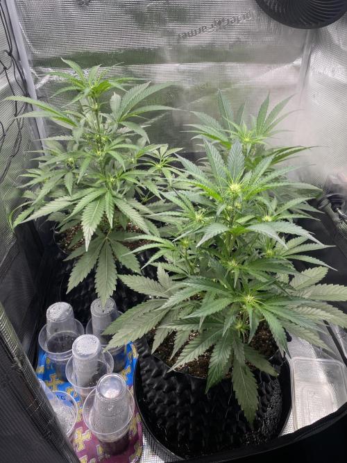 Candy One. Week 4