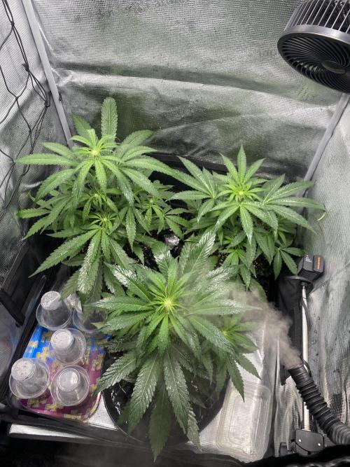 Candy One. Week 4