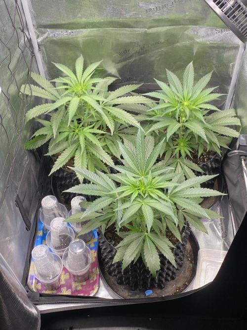 Candy One. Week 4