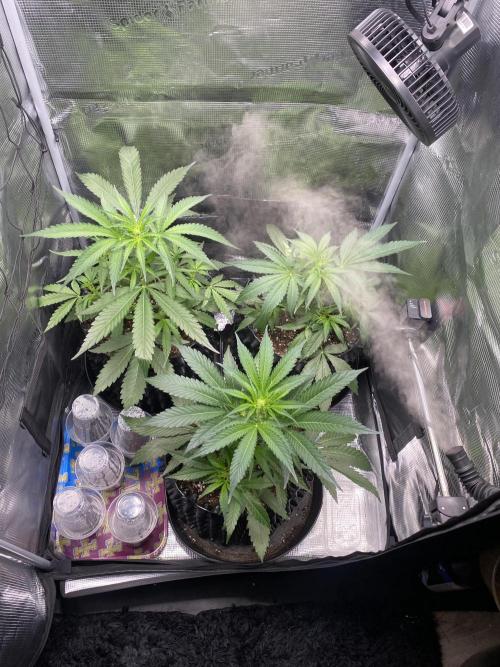 Candy One. Week 4