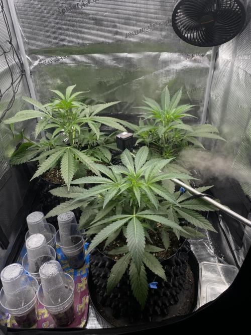 Candy One. Week 4